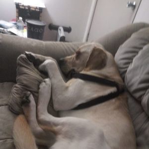 Meet your Posher, Steve